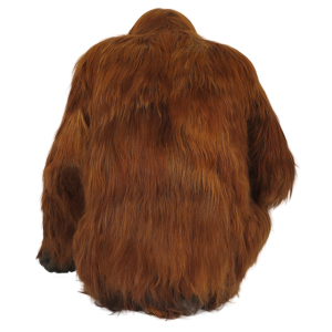 Orangutan PNG-31373